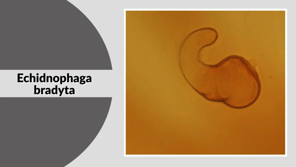 Echidnophaga bradyta