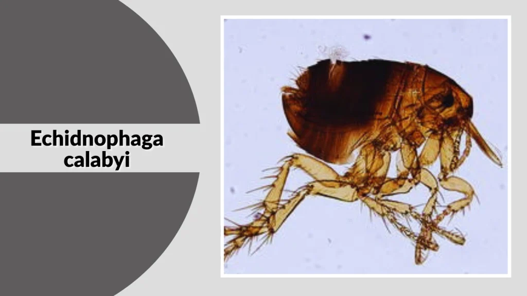 Echidnophaga calabyi