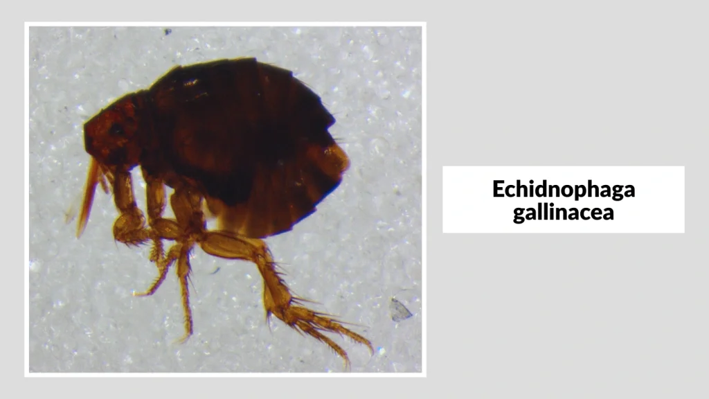 Echidnophaga gallinacea