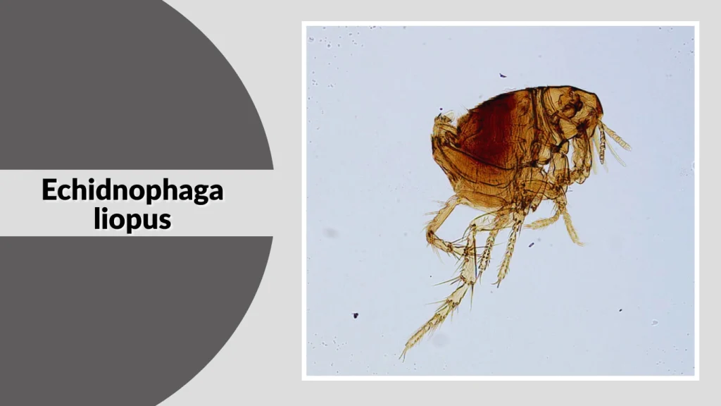 Echidnophaga liopus