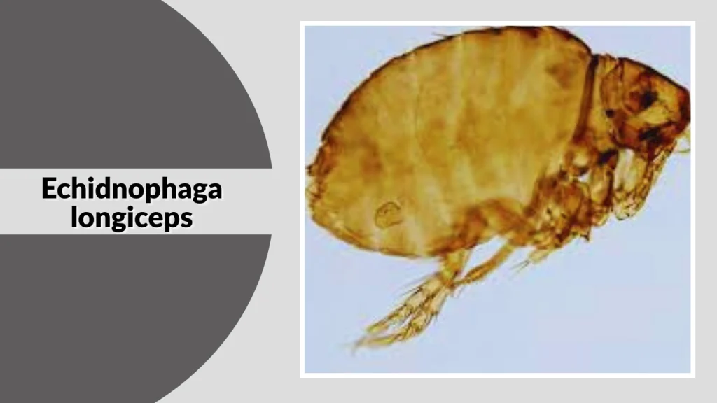 Echidnophaga longiceps