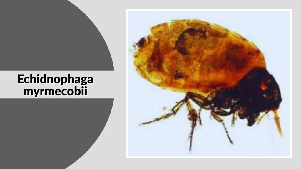 Echidnophaga myrmecobii