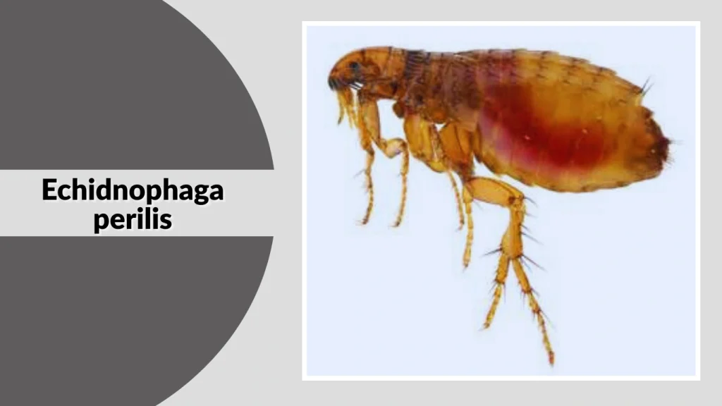 Echidnophaga perilis