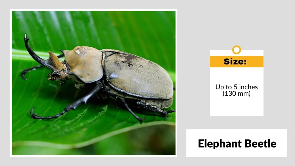 Elephant Beetle