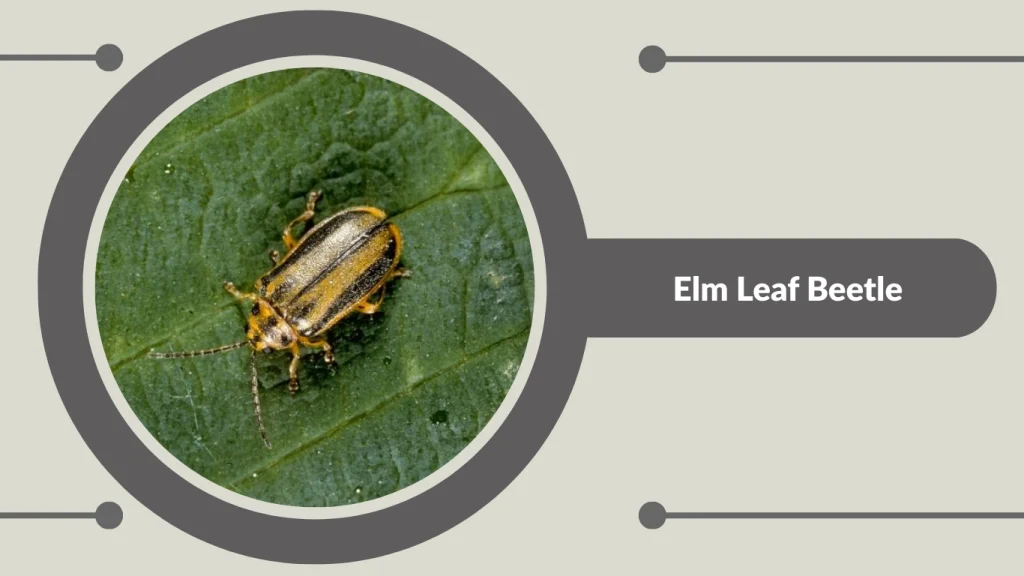Elm Leaf Beetle