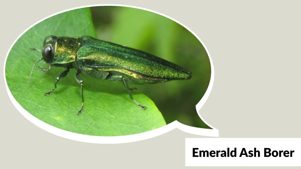 Emerald Ash Borer