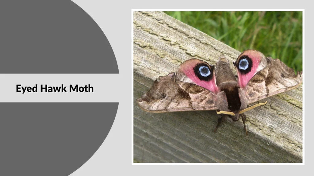 Eyed Hawk Moth