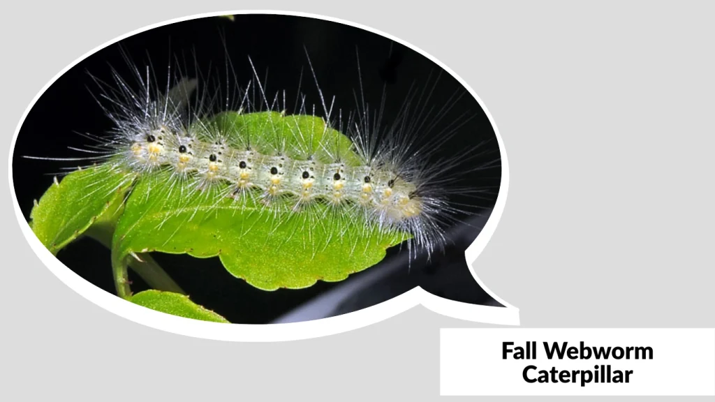 Fall Webworm Caterpillar