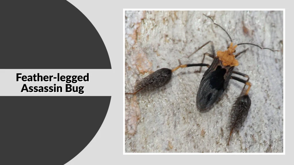Feather-legged Assassin Bug