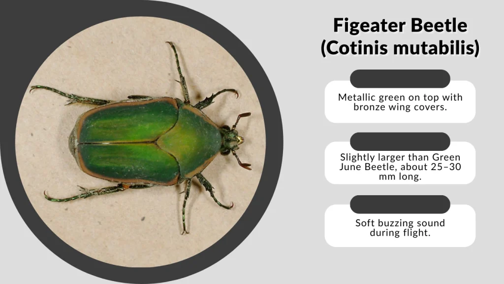 Figeater Beetle (Cotinis mutabilis)