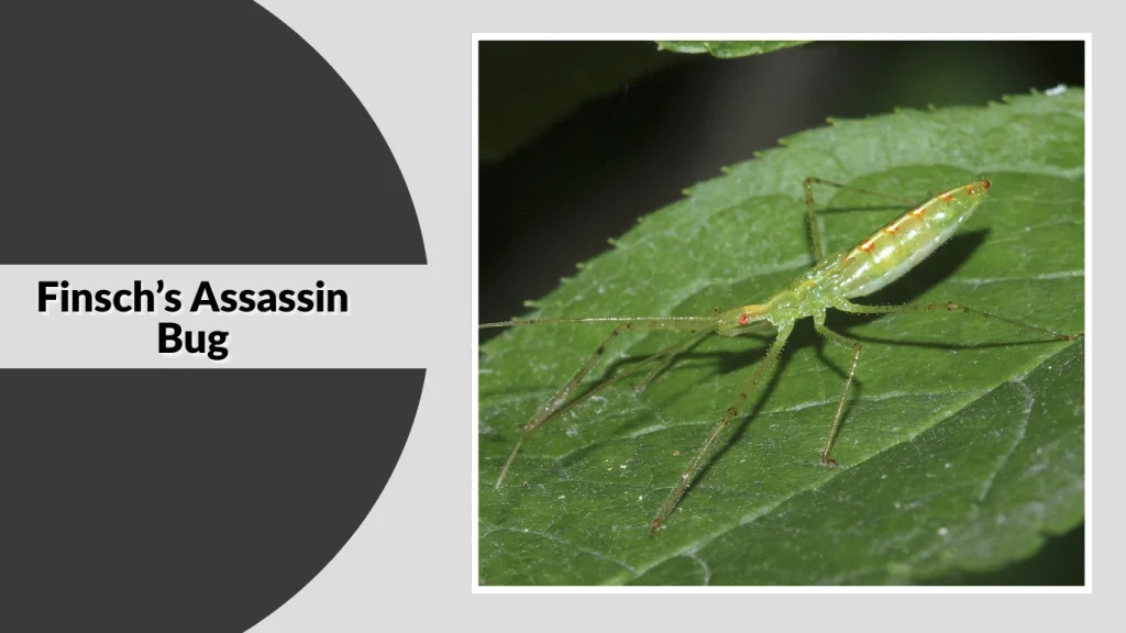 Finsch’s Assassin Bug