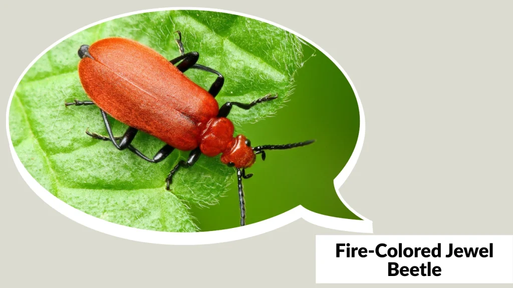 Fire-Colored Jewel Beetle