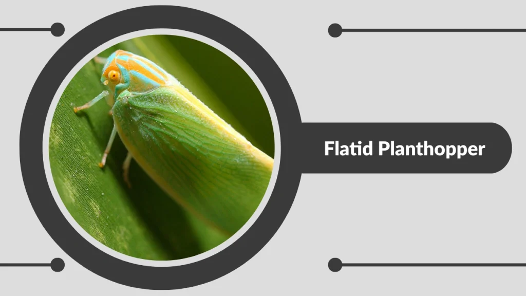 Flatid Planthopper