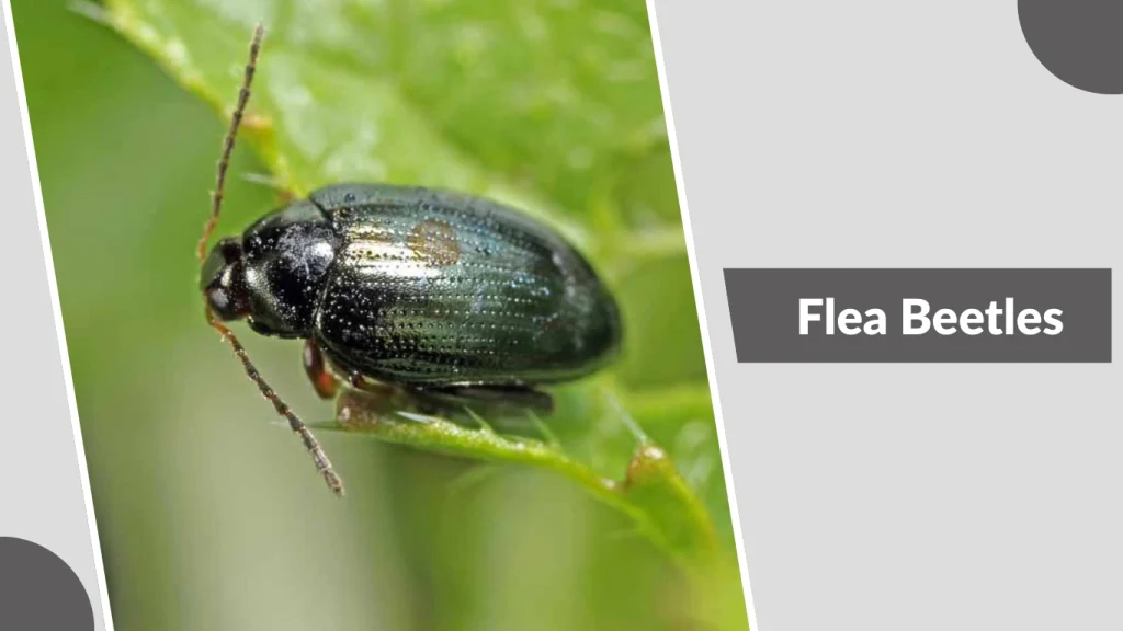 Flea Beetles
