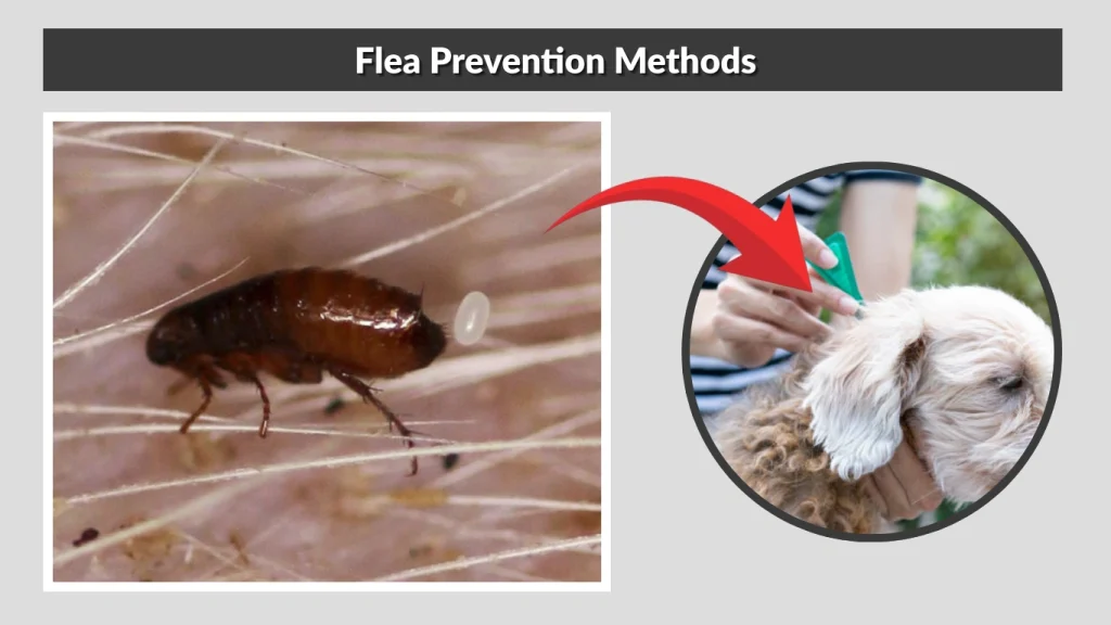 Flea Prevention Methods
