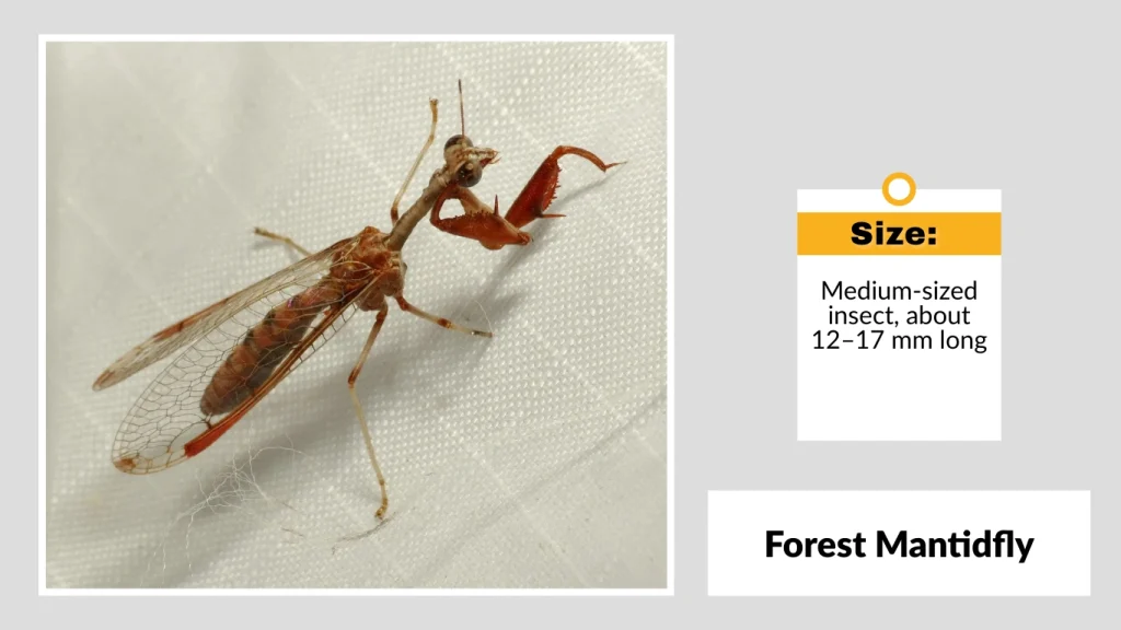 Forest Mantidfly