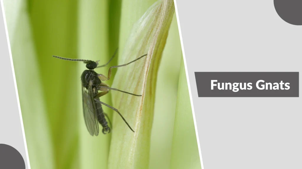 Fungus Gnats