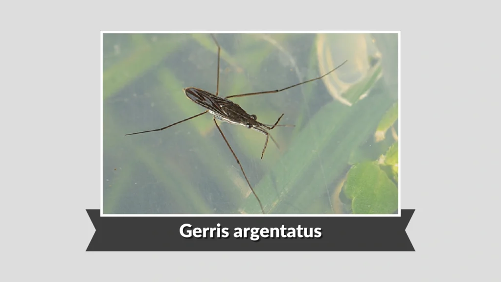 Gerris argentatus