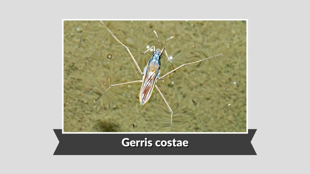Gerris costae