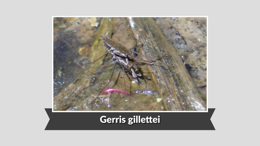 Gerris gillettei