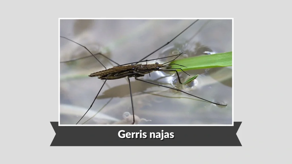 Gerris najas