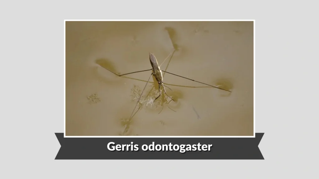 Gerris odontogaster