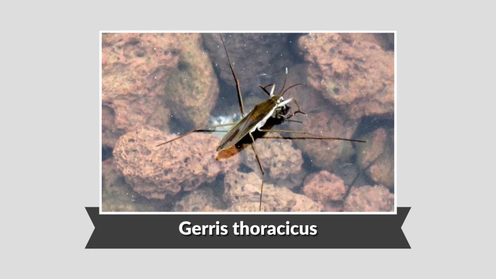 Gerris thoracicus