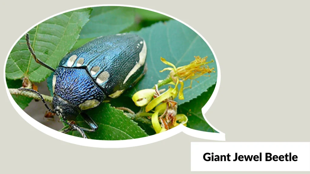 Giant Jewel Beetle