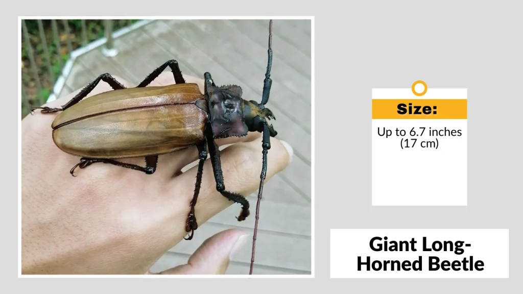 Giant Long-Horned Beetle