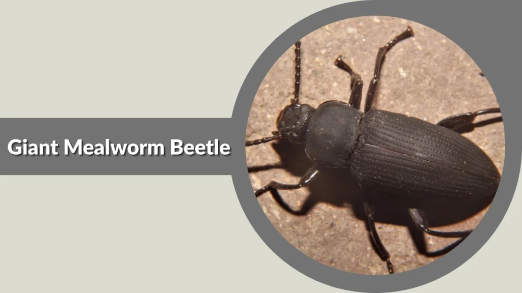 Giant Mealworm Beetle