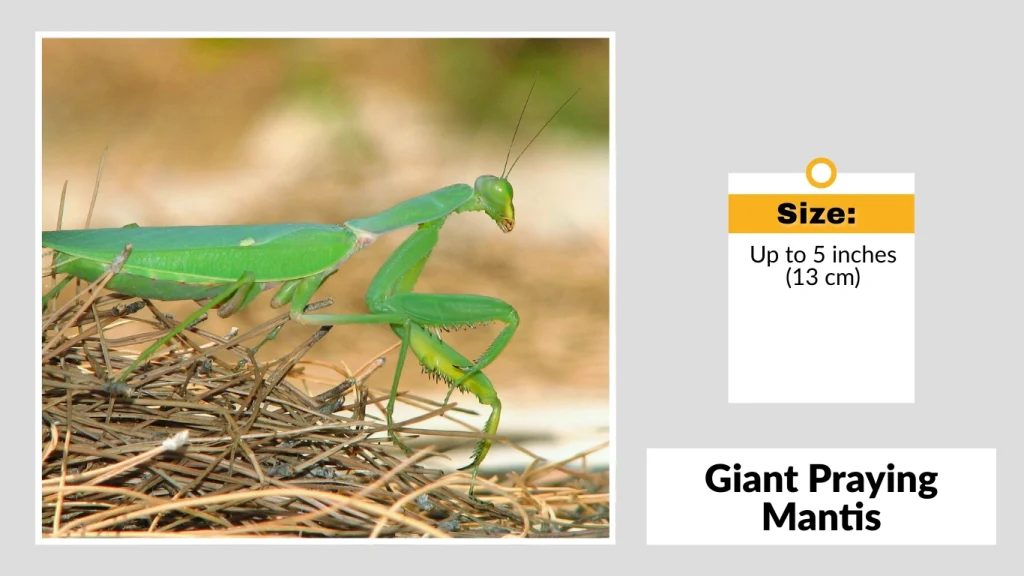 Giant Praying Mantis