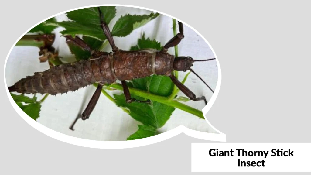 Giant Thorny Stick Insect