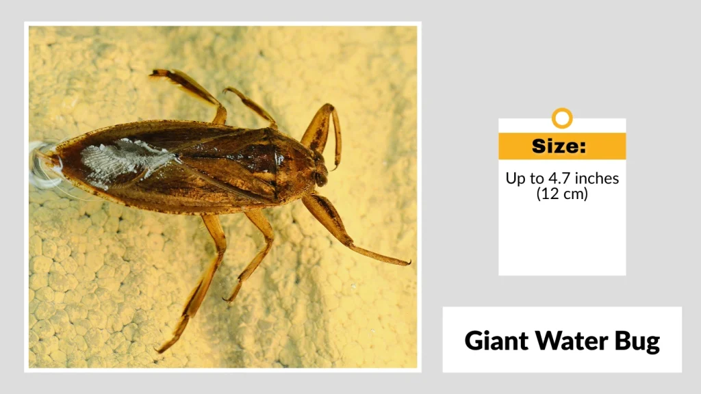 Giant Water Bug