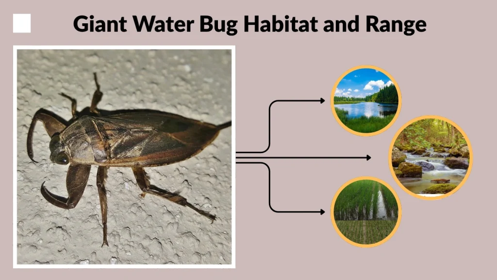 Giant Water Bug Habitat and Range