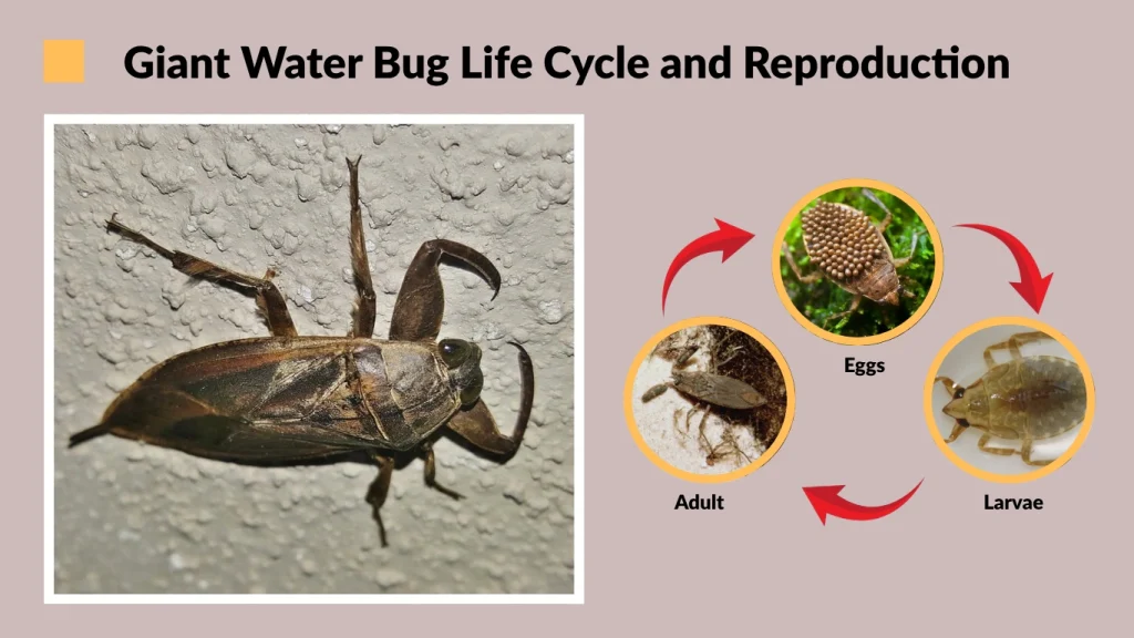 Giant Water Bug Life Cycle and Reproduction