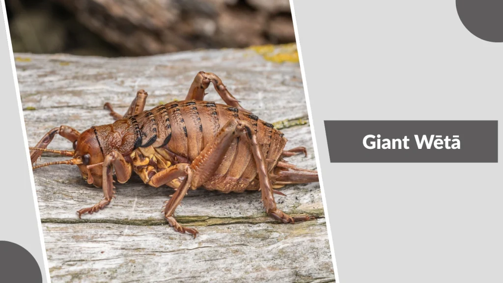 Giant Wētā