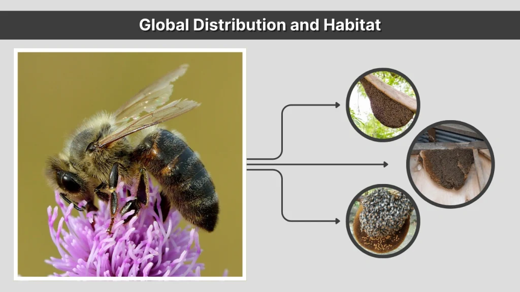 Global Distribution and Habitat