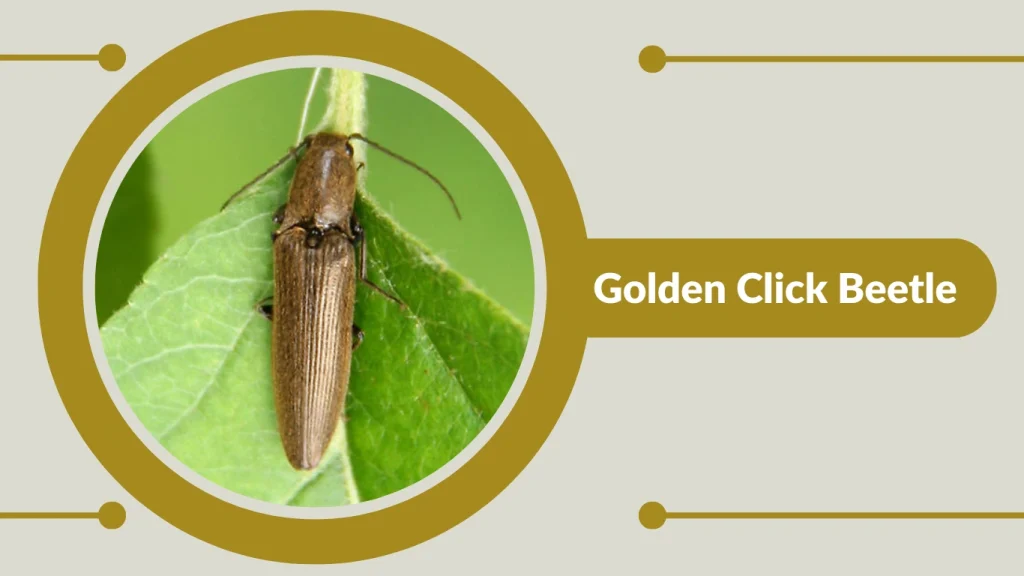 Golden Click Beetle 