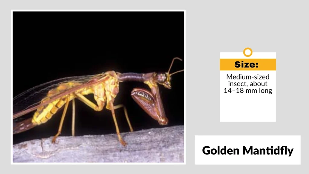 Golden Mantidfly