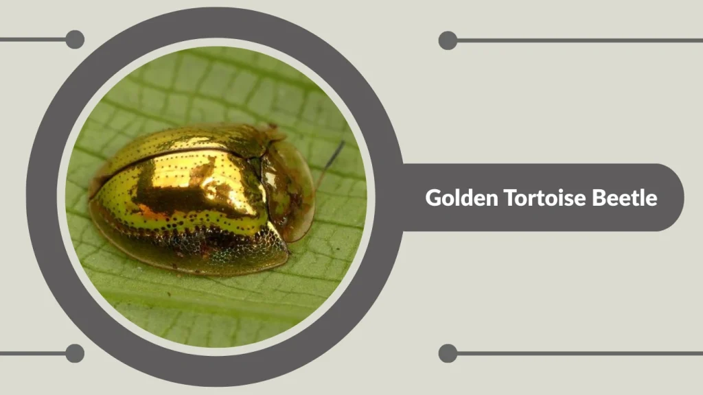 Golden Tortoise Beetle