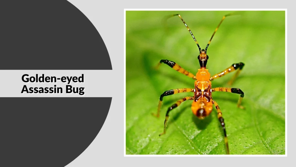 Golden-eyed Assassin Bug