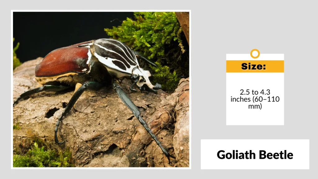 Goliath Beetle