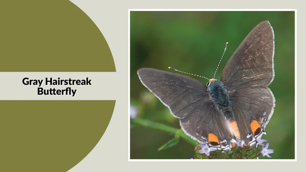 Gray Hairstreak Butterfly
