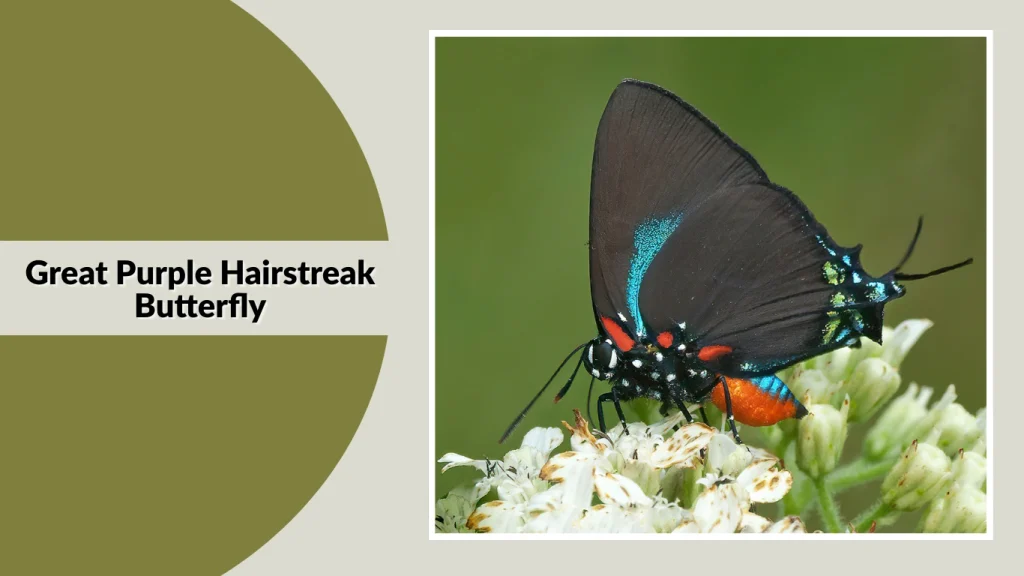 Great Purple Hairstreak Butterfly