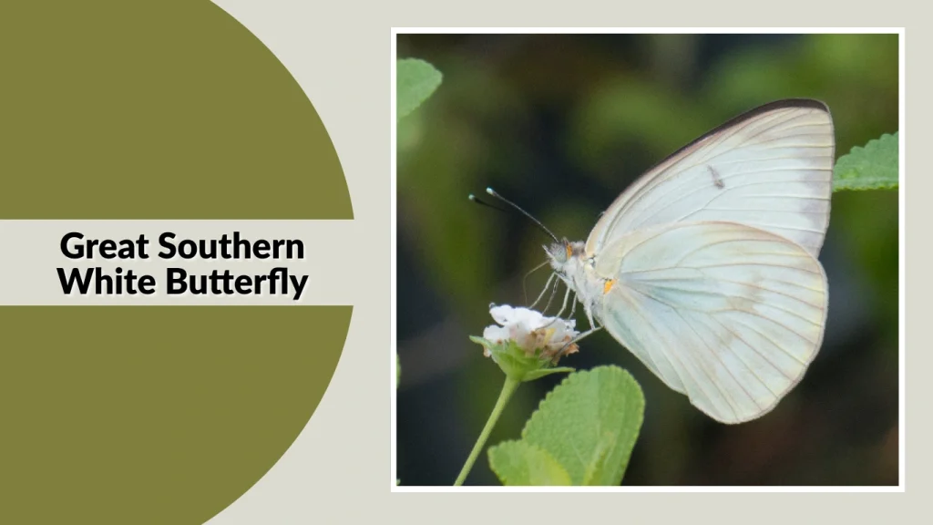 Great Southern White Butterfly
