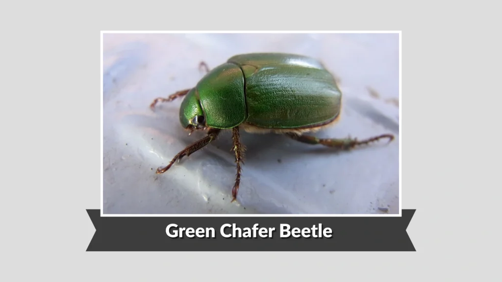 Green Chafer Beetle 