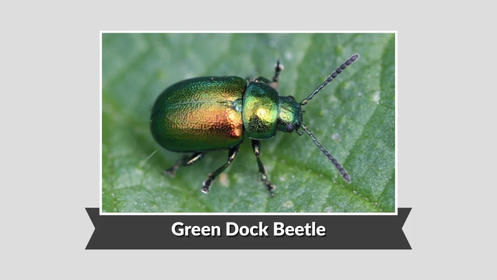 Green Dock Beetle