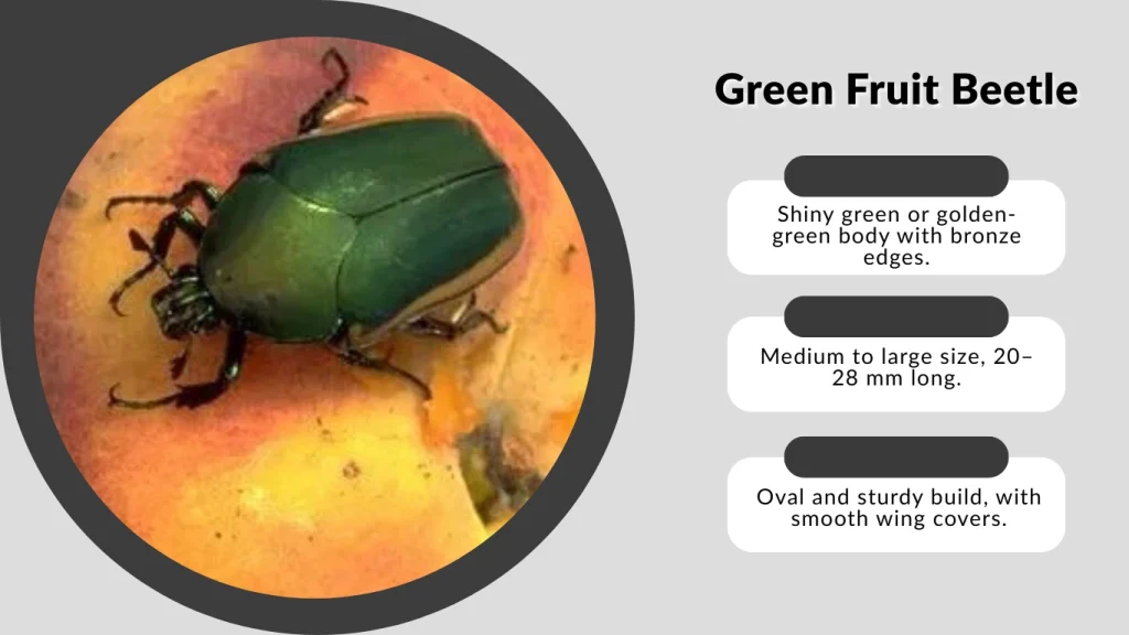 Green Fruit Beetle