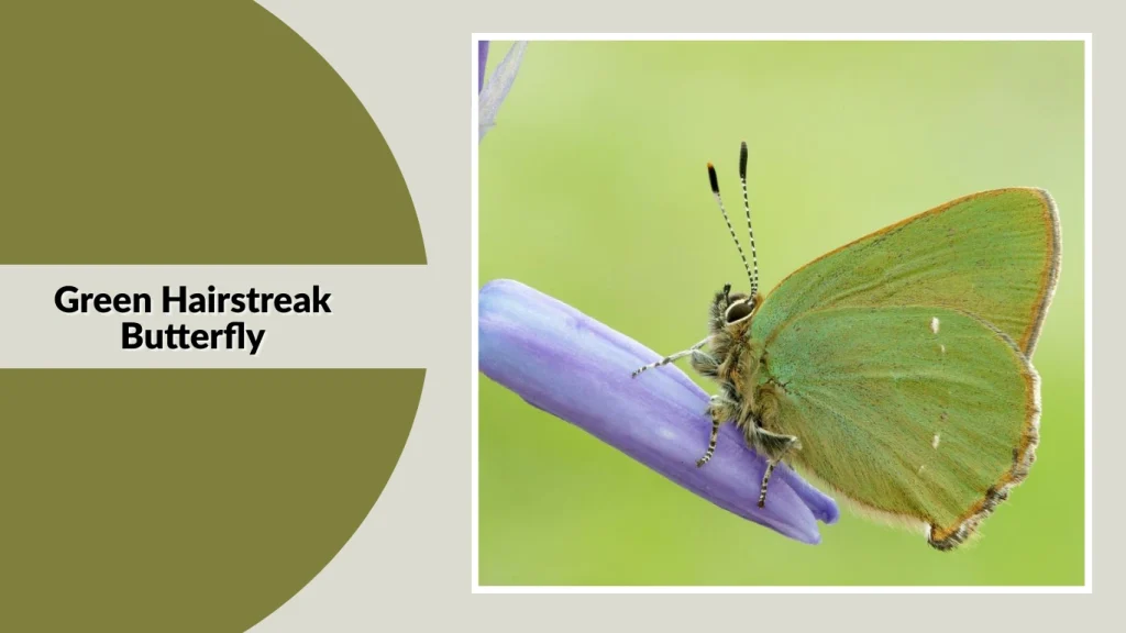 Green Hairstreak Butterfly