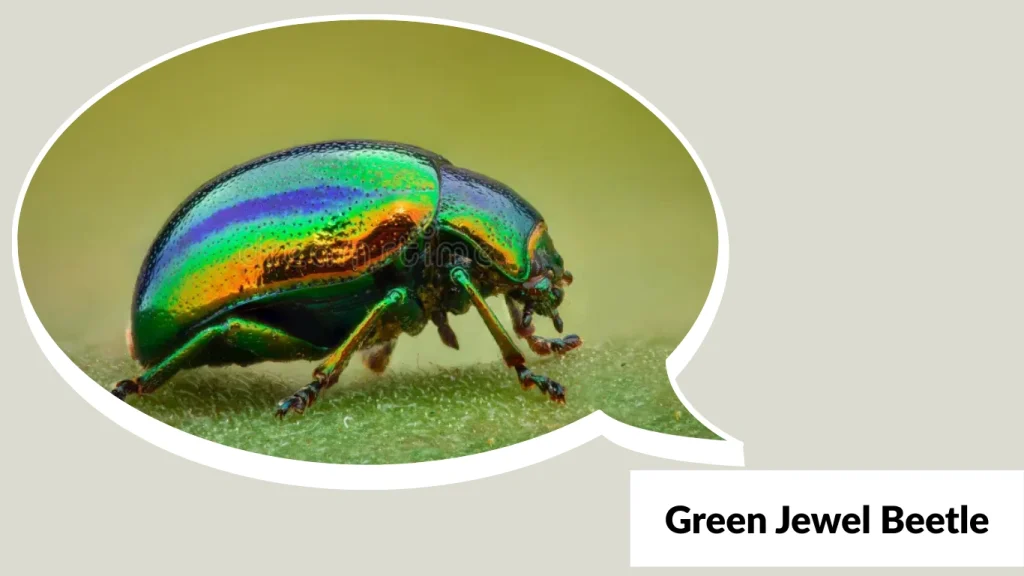 Green Jewel Beetle
